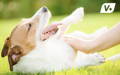 Dog lying on its back in the grass as owner gives it a belly rub