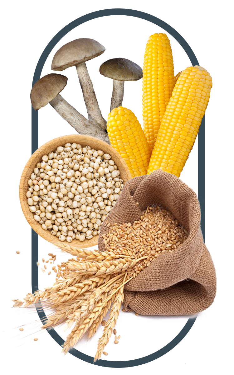 corn, beans and wheat as sources of beta-glucan found in the best Multivitamins for men
