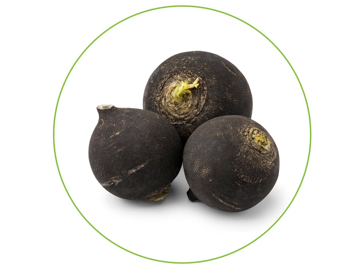 Spanish-Black-Radish