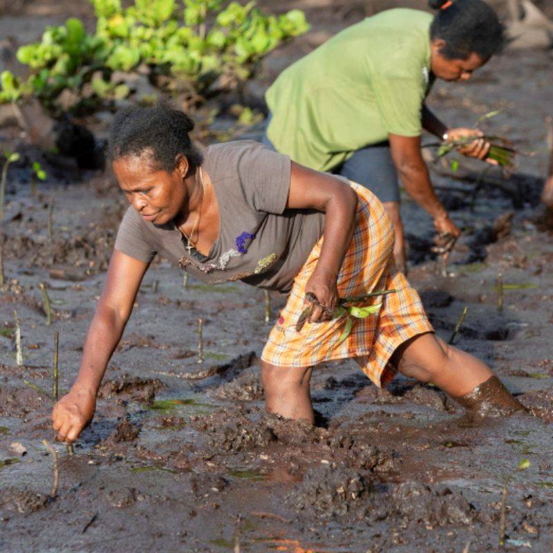 Bäume pflanzen in Indonesien