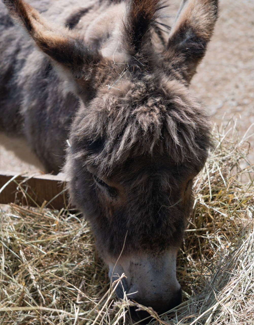 A close-up of a shaggy brown donkey with large ears, eating hay from a pile on the ground. The donkeys face and head fill most of the image.