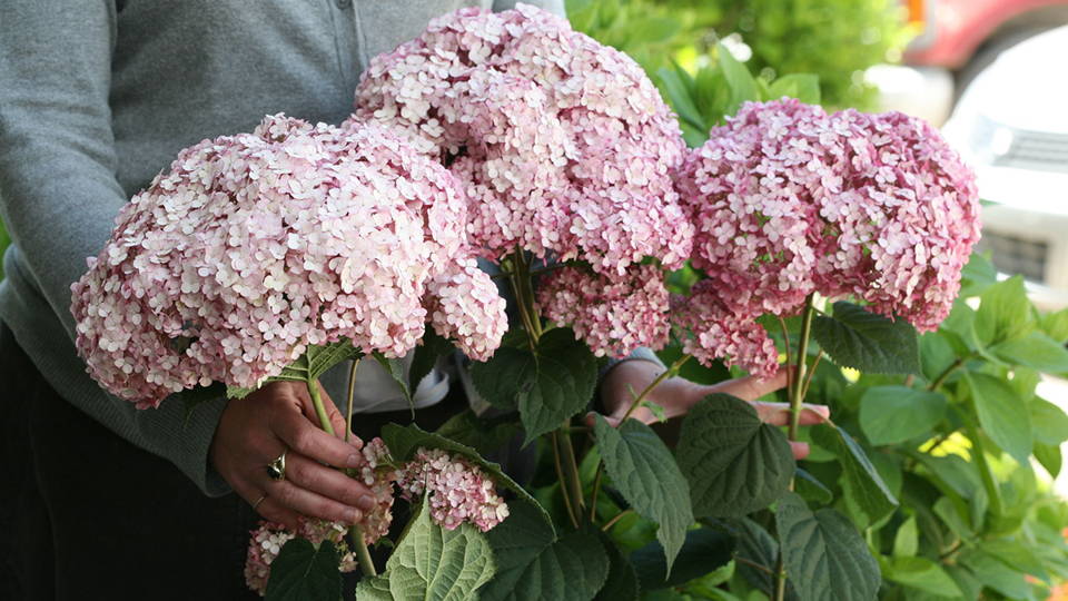 pink hydrangea flowers