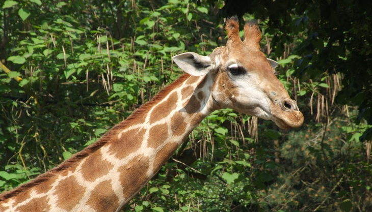 zoo dortmund giraffe