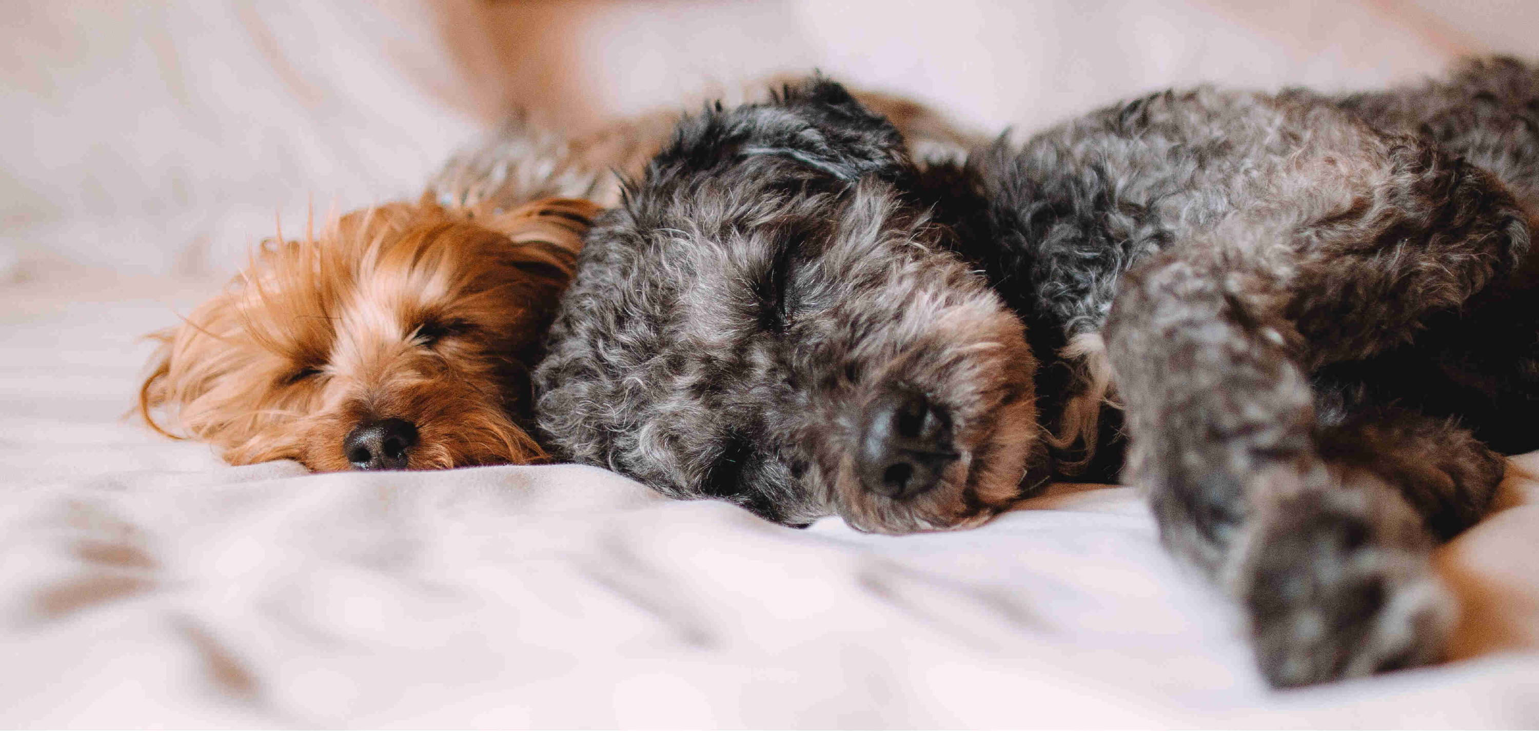 Sleep Zone- Blog-All you need to knwo about pet friendly fabrics