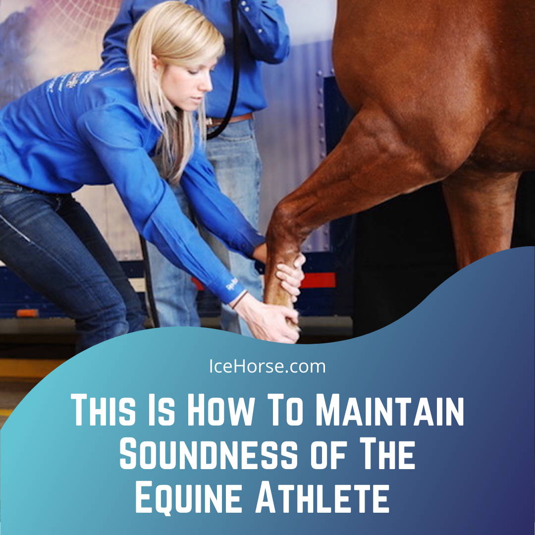 This is How to Maintain Soundness of the Equine Athlete Blog Cover Image with Sherry Johnson, DVM