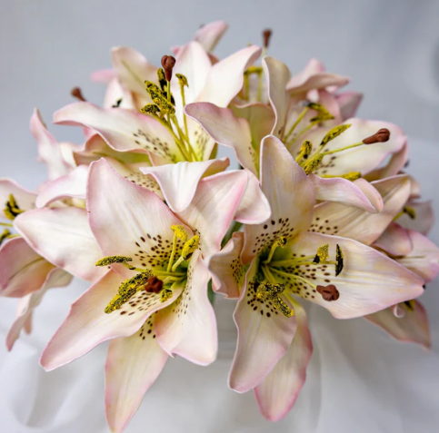 Light Pink Asiatic Lily Flowerhead - Realistic Artificial Flowers - Image 3