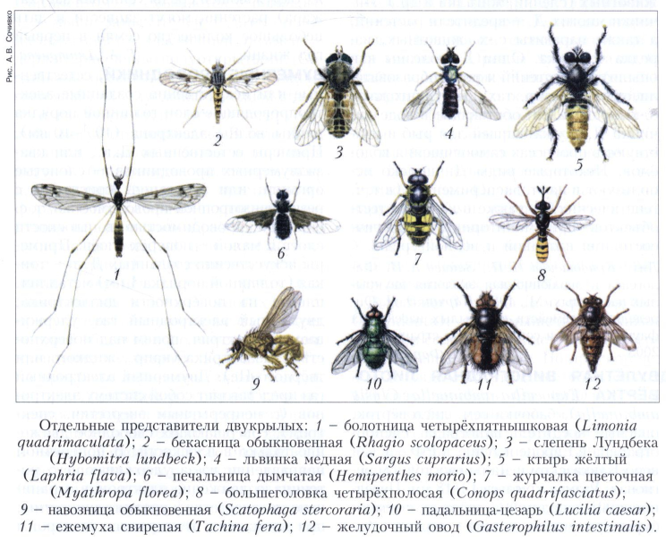 Мухи представители. Отряд насекомых Двукрылые представители. Представители двукрылых мух. Отряд Двукрылые (Diptera). Отряд Diptera Двукрылые представители.