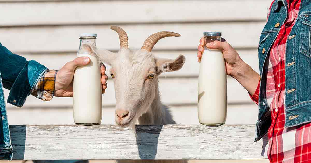 Donkey milk