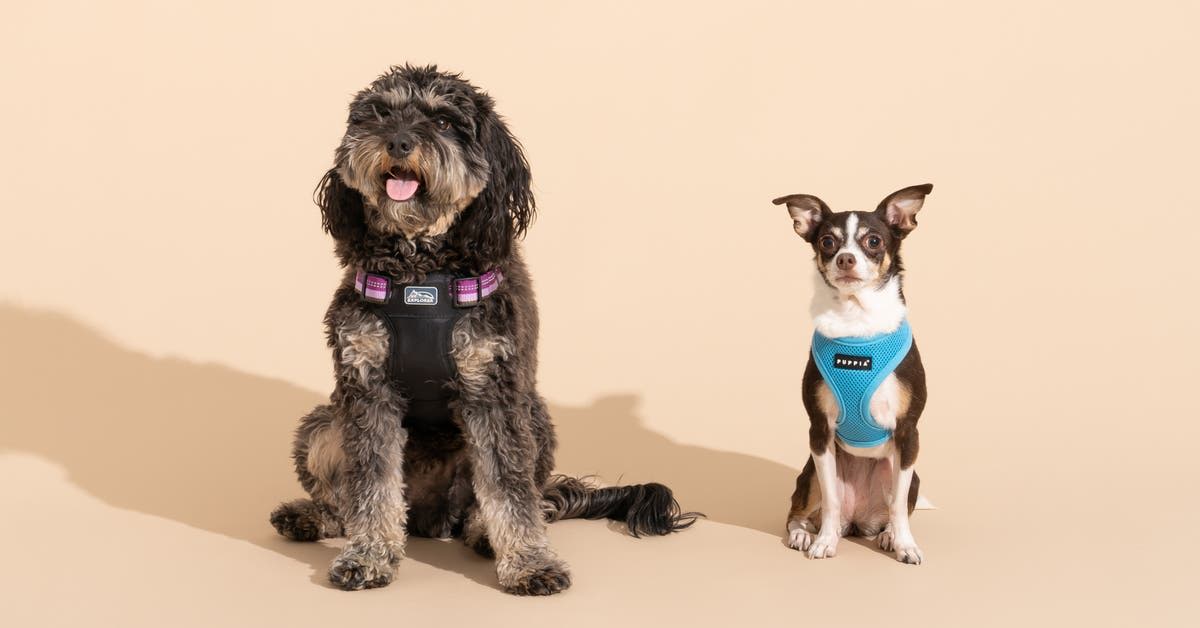 The 7 Best Dog Harnesses of 2025 | Reviews by Wirecutter