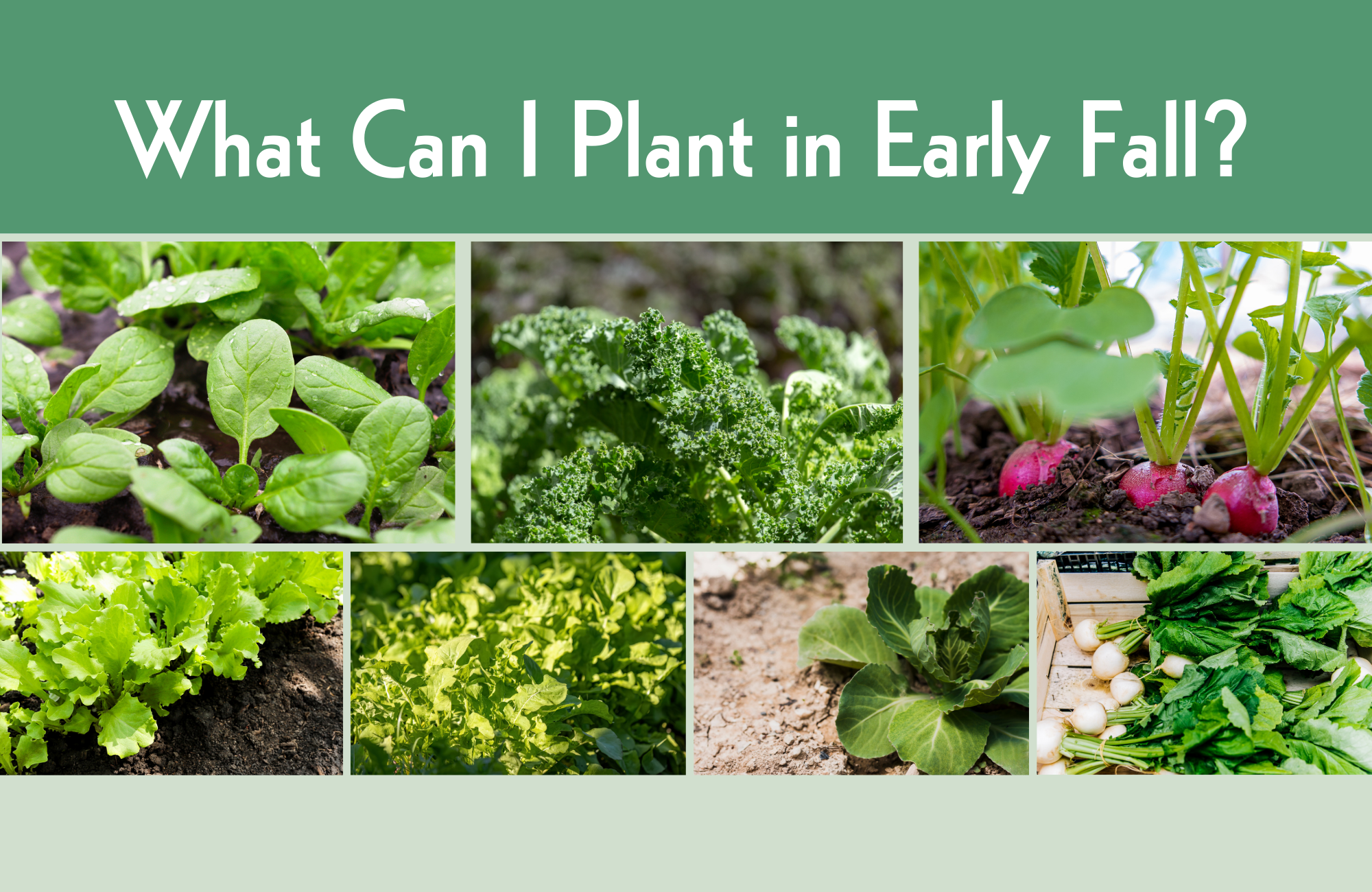 A collage of plant images with the text 'what can I plant in early fall?'