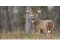 Guided Archery Whitetail Hunt in Illinois for One Youth and Adult with Rocky Branch Outfitters