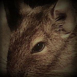 Degu Avatar