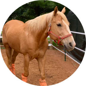 Rose-Hip Vital Canine | Toohey Arthritis