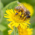 worker-honey-bee-collecting-pollen worker-honey-bee-collecting-pollen
