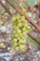 Grappe de raisin de Chardonnay