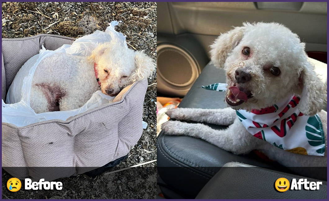Treat Joy Vs Fur Ever Home We Love Doggos treat-joy-vs-fur-ever-home-we-love-doggos