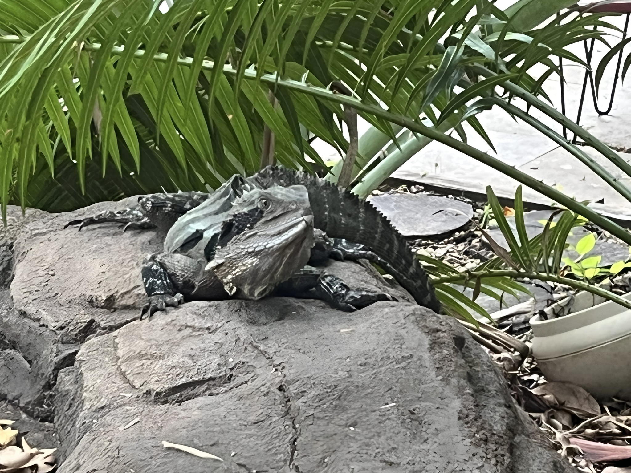 Froggies Rest Voucher - Image 12