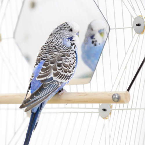 Cage à oiseaux Geo  Une magnifique cage en dôme pour vos oiseaux