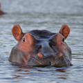 hippo peeking up from under the water as it swims