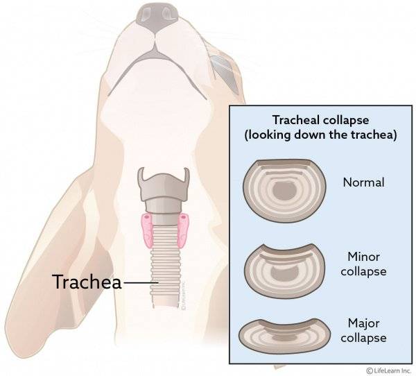 collapsing trachea in huusky chis