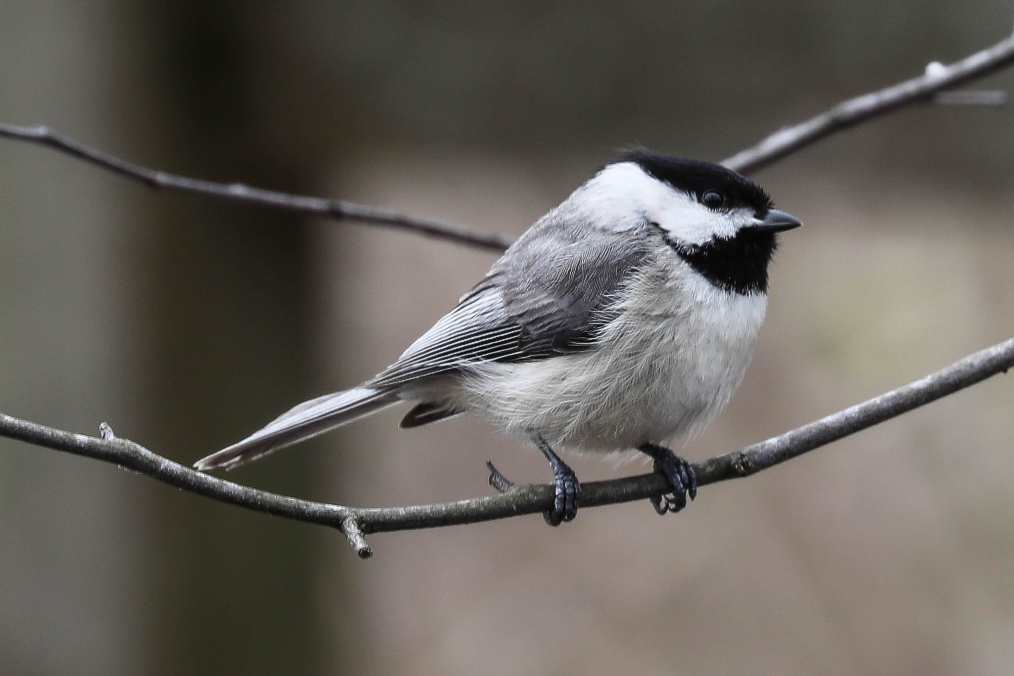 Black Capped Chickadee