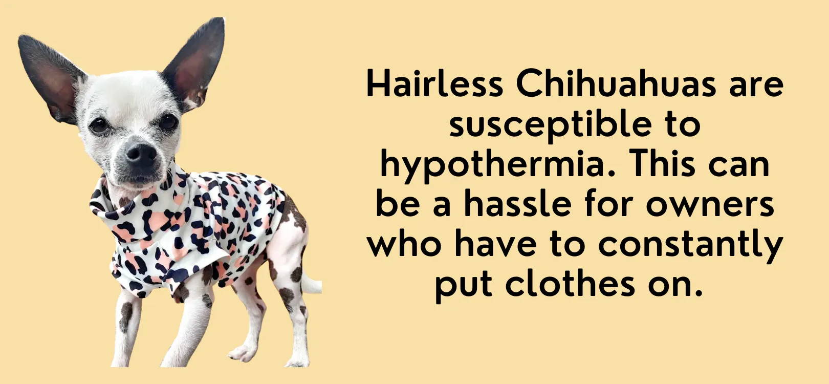 hairless chihuahua always cold