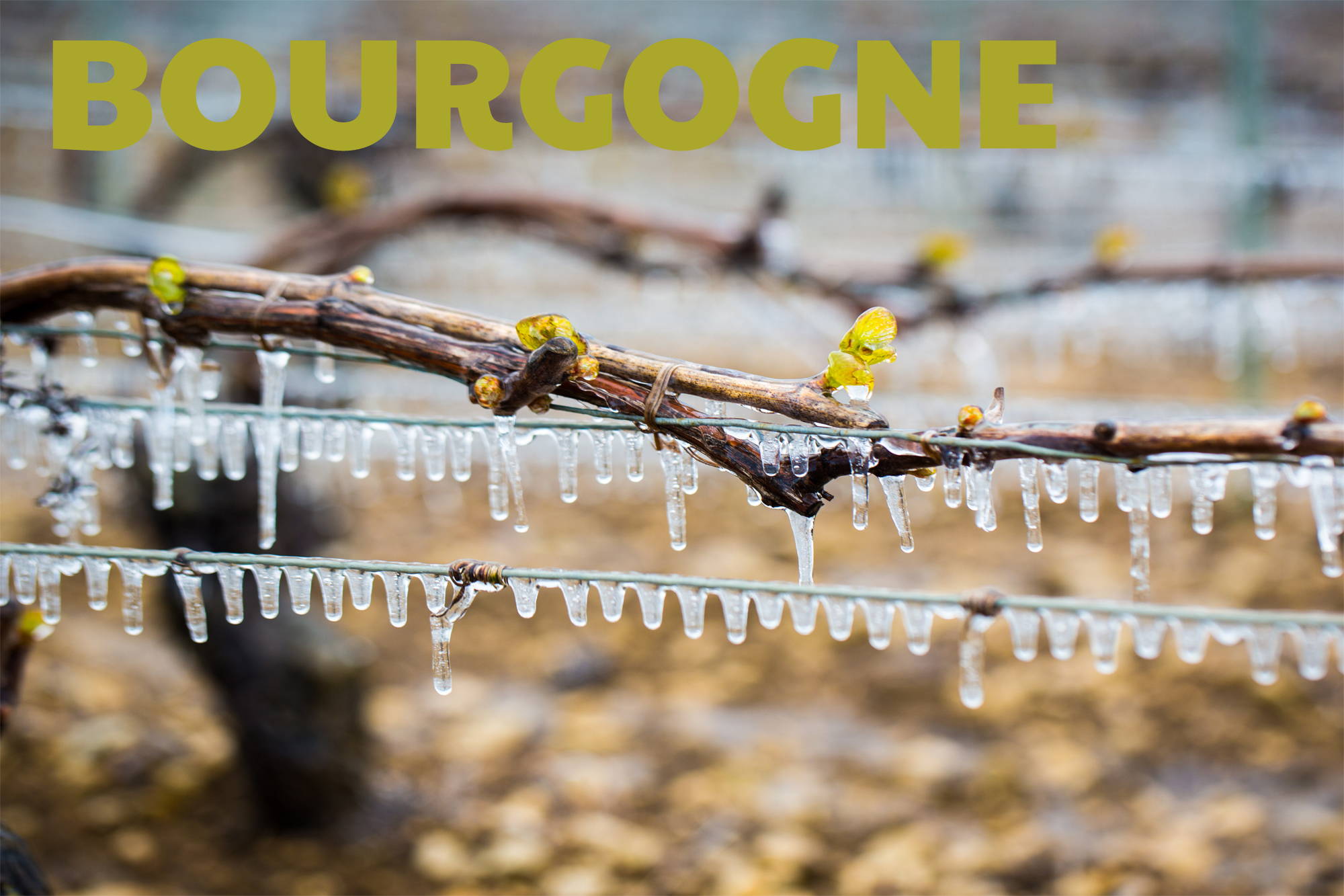 France, vin nature, rawwine, organic wine, vin bio, vin sans intrants, bistro brute, vin rouge, vin blanc, rouge, blanc, nature, vin propre, vigneron, vigneron indépendant, domaine bio, biodynamie, vigneron nature, cave vin naturel, cave vin, caviste, vin biodynamique, bistro brute, Quimper, Finistère , bourgogne, domaine jean fournier, laurent fournier, olivier giroux, clos des rocs, philippe valette , maison valette , domaine la sarazinière, philippe trebignaud, guillaume trebignaud