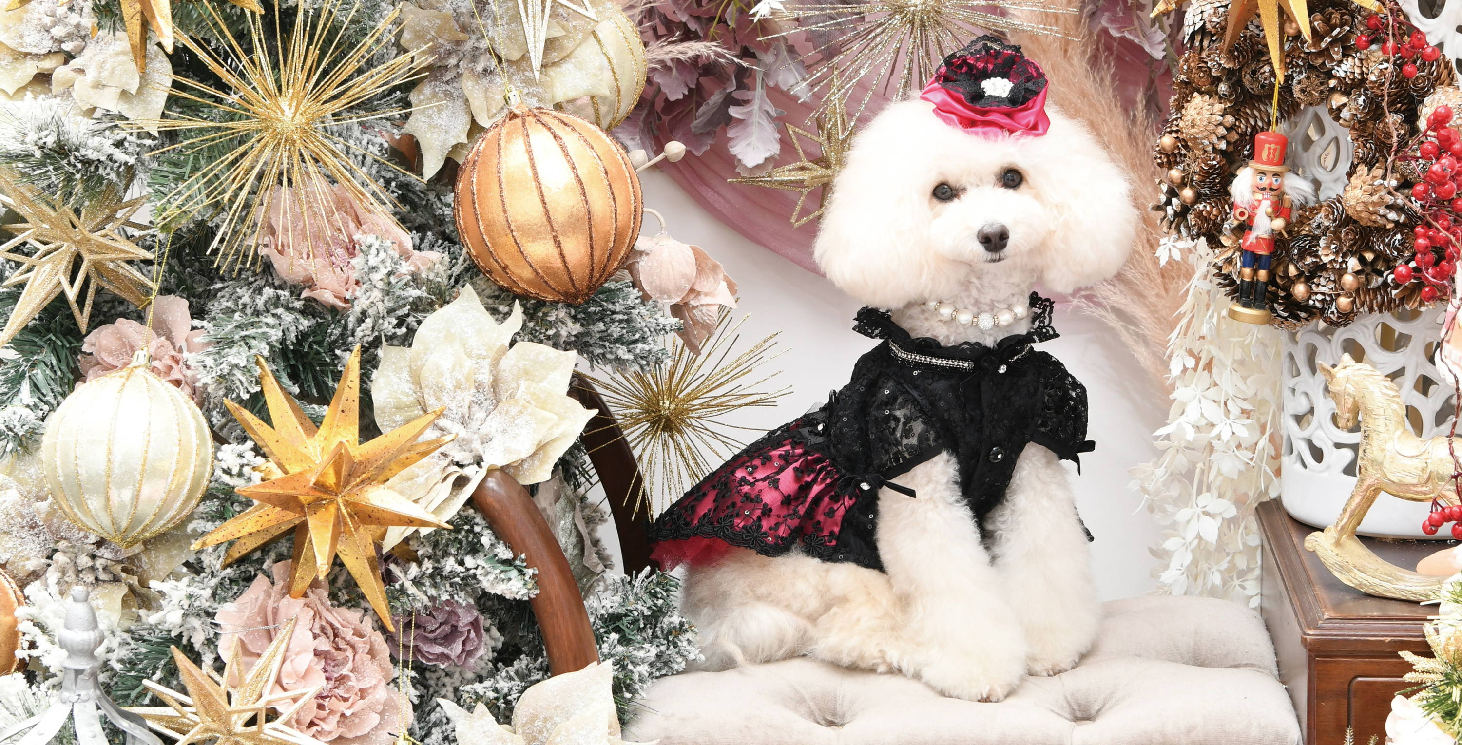 Luxebirdie（リュクスバーディ）|小型犬とのリュクスな生活を楽しむ