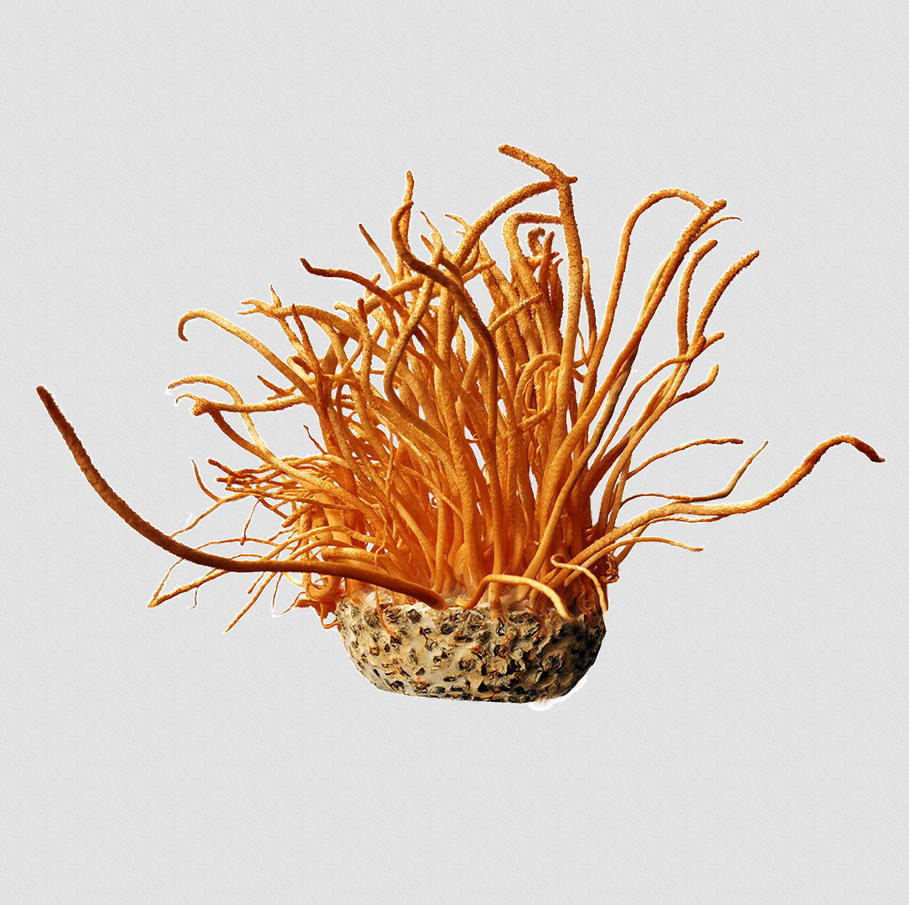 Concentrated Organic Cordyceps Militaris Mushroom Powder - Image 4