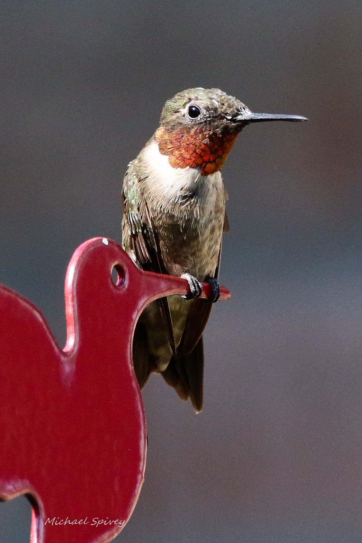 Red-Throated Hummingbird