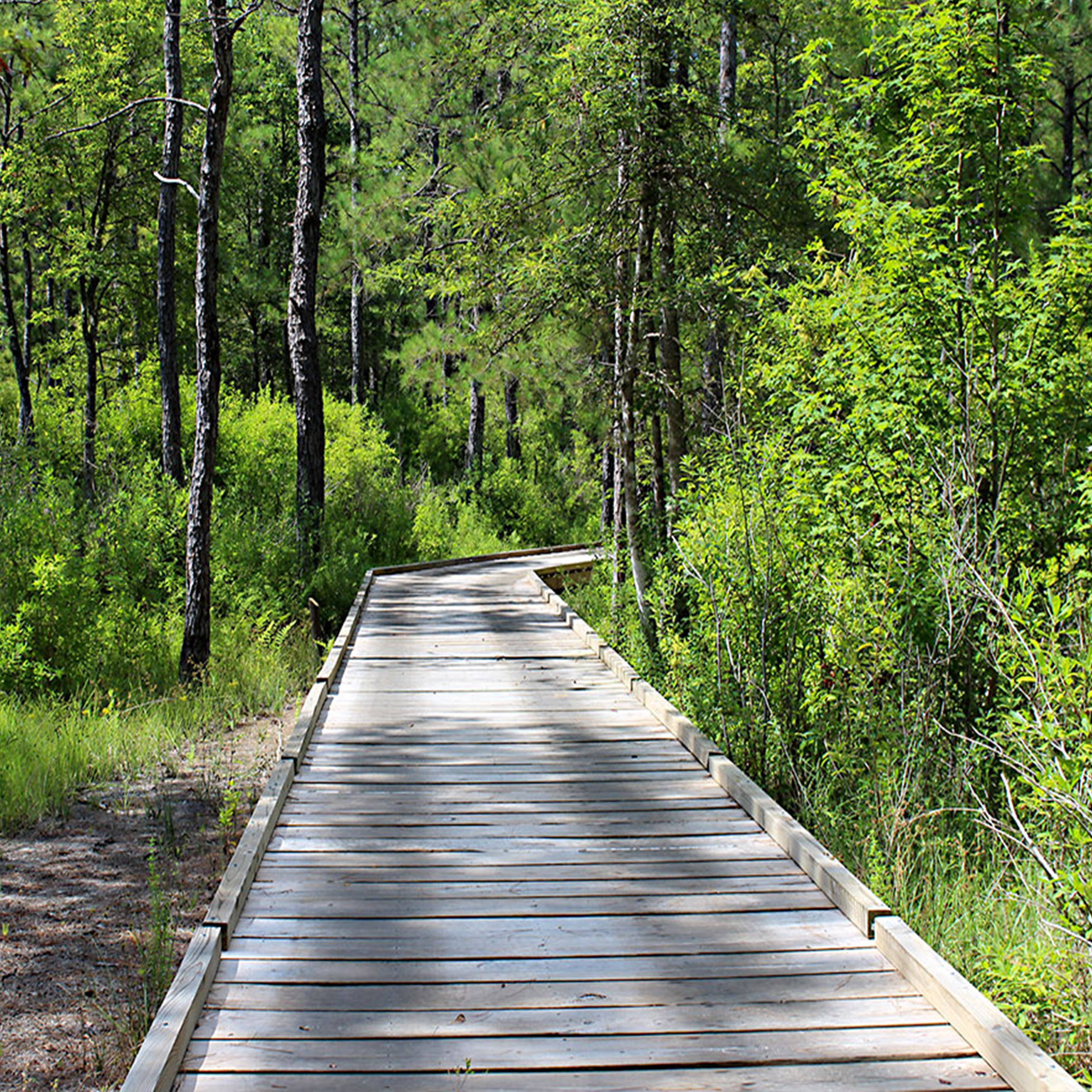 Big Thicket National Preserve, South East Texas Camping area, Camping Area, Forest Camping, Big Thicket, hiking, horseback riding, biking, canoeing