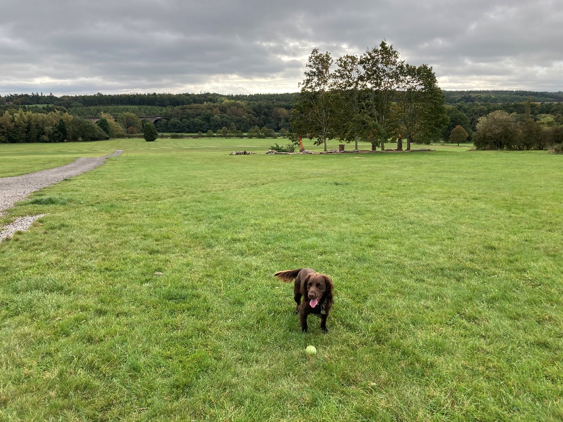 A dog running in a field

Description automatically generated with medium confidence