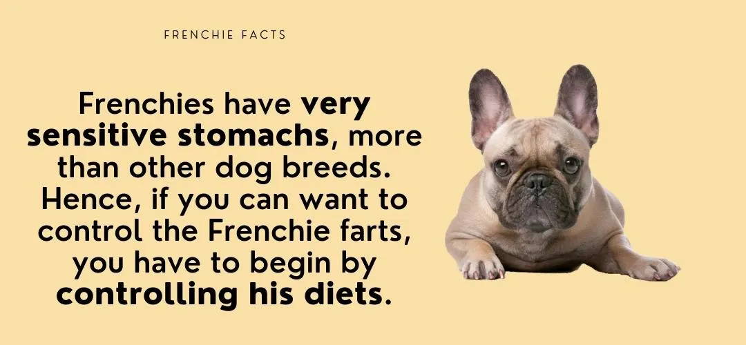 facts about frenchies 