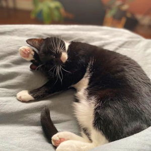Petsmart Gift Card