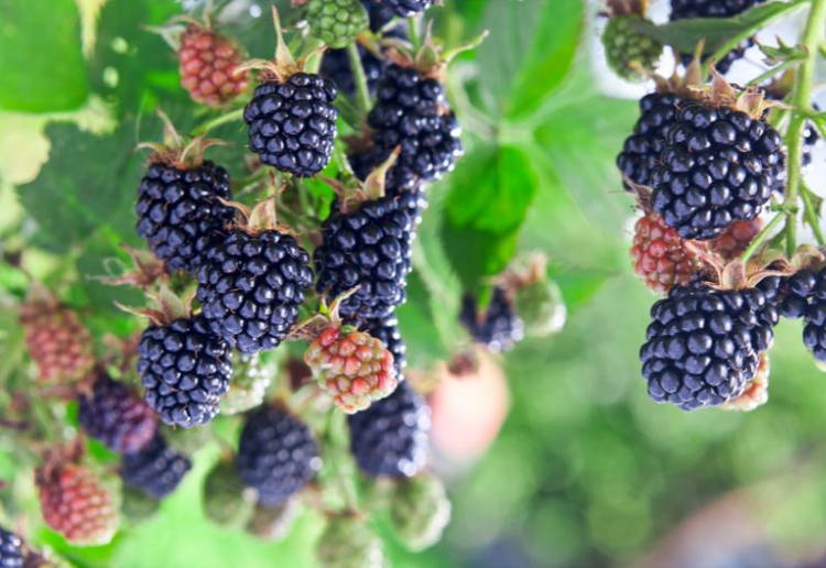 ブラックベリー