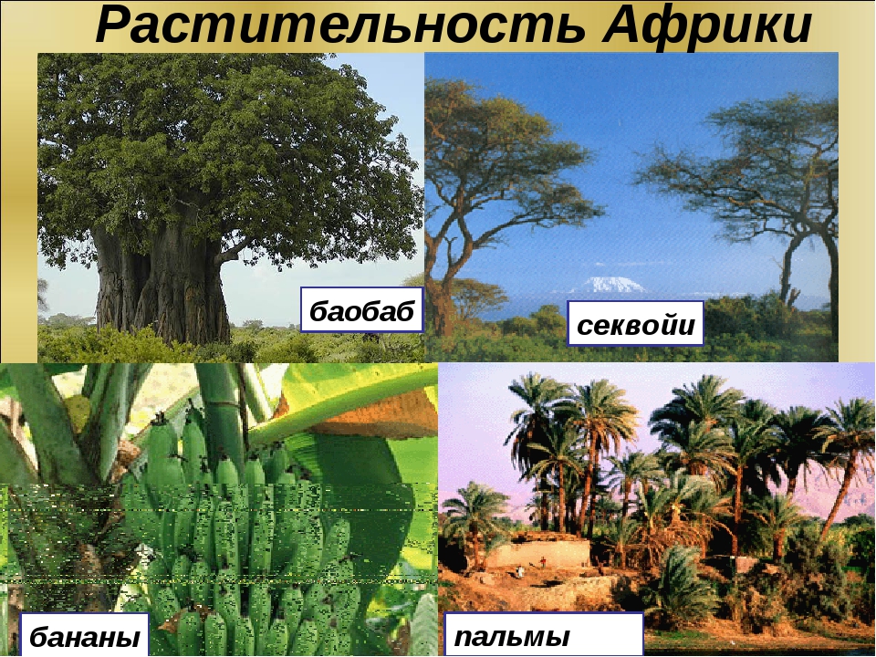 5 растений африки. Растительный мир Африки. Растения Африки. Какие растения есть в Африке. Растения материка Африка.