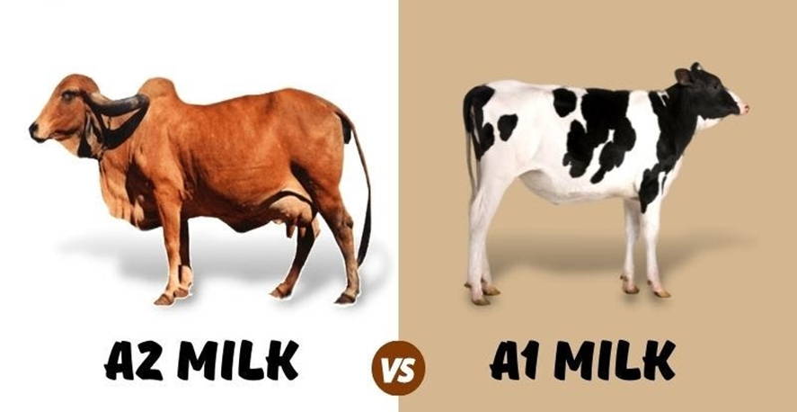 A1 and A2 milk
