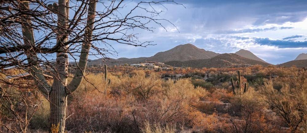 Tuscon desert with a cactus