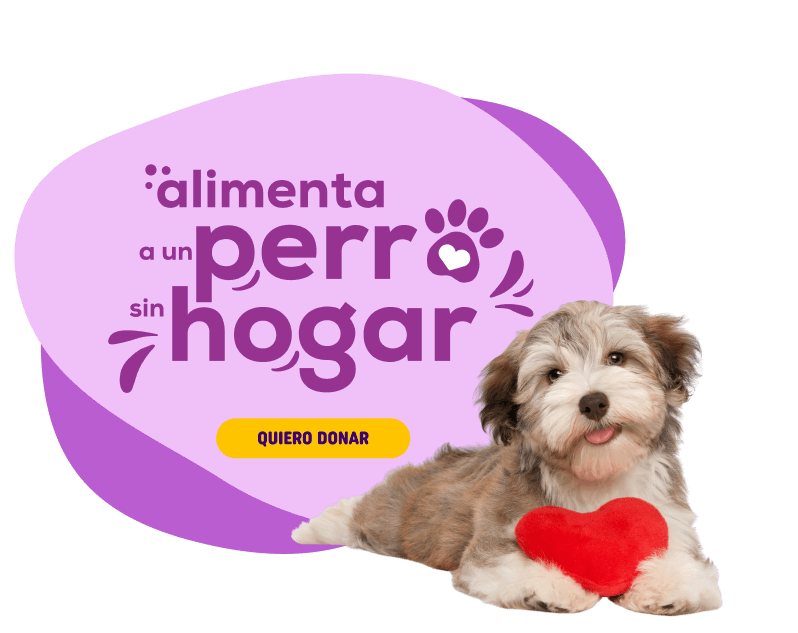 alimenta a un perro sin hogar