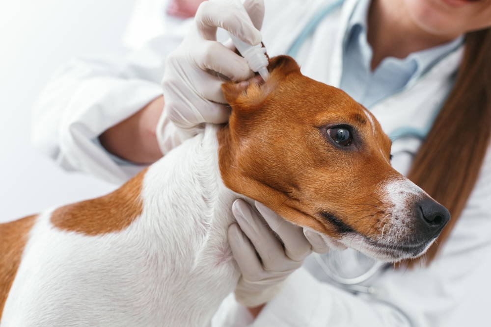 Dog getting ear drops applied by a veterinarian during an ear examination