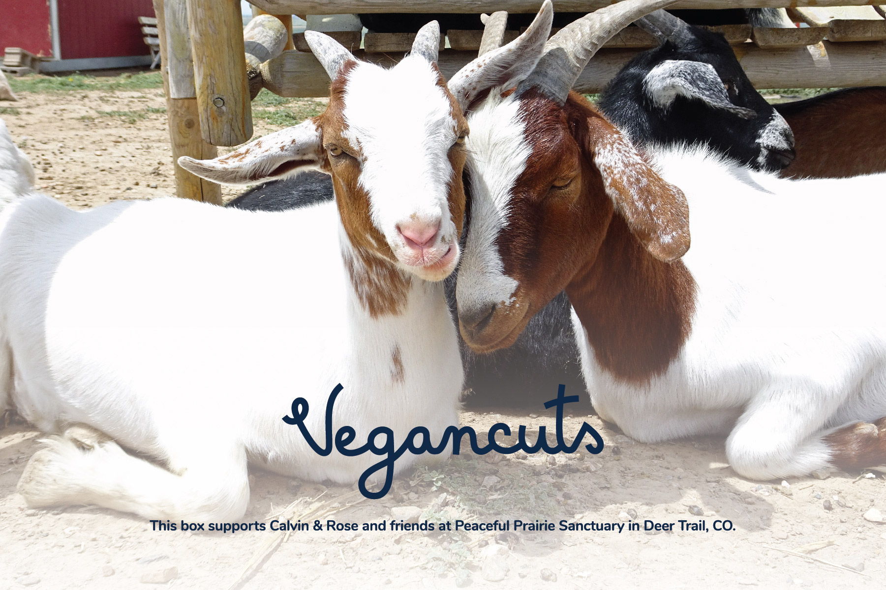   Calvin & Rose & Friends at Peaceful Prairie Sanctuary | Vegancuts Donation Program