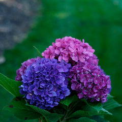 Hydrangea blossoms in several shades of blue and purple