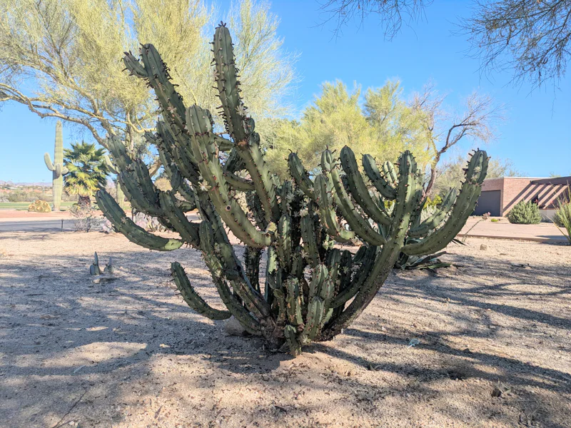 Blue myrtle cactus 