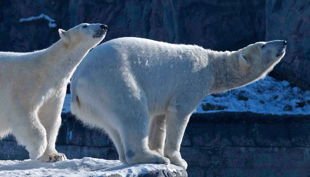 zoom erlebniswelt eisbären