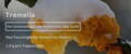 Tremella Pilz