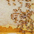 honey-bees-workers-capping-honey-comb honey-bees-workers-capping-honey-comb