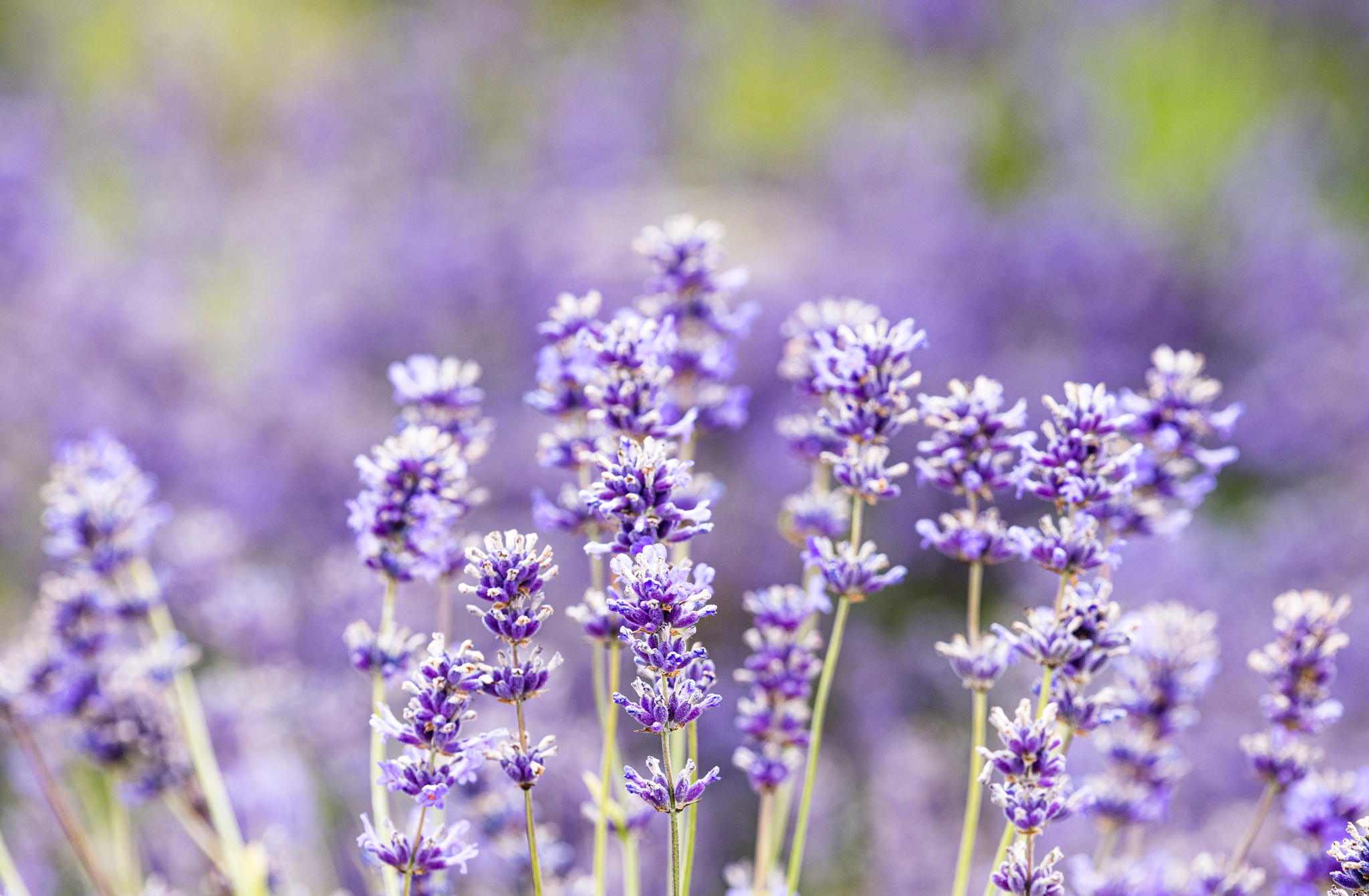 OCS Team Lend a Hand to Transform Sensory Garden for Adult Services Users
