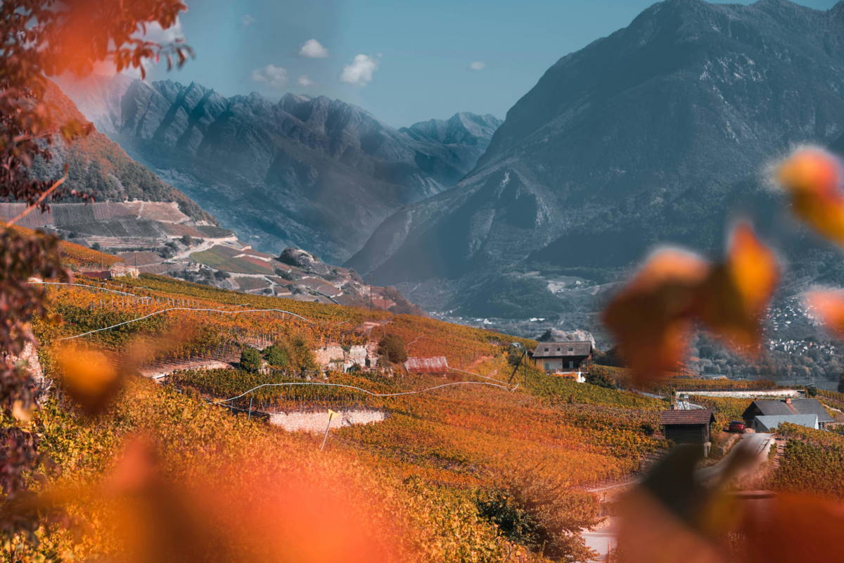 Vignoble de Salquenen en Valais