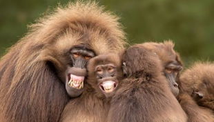 naturzoo rheine affen lachen