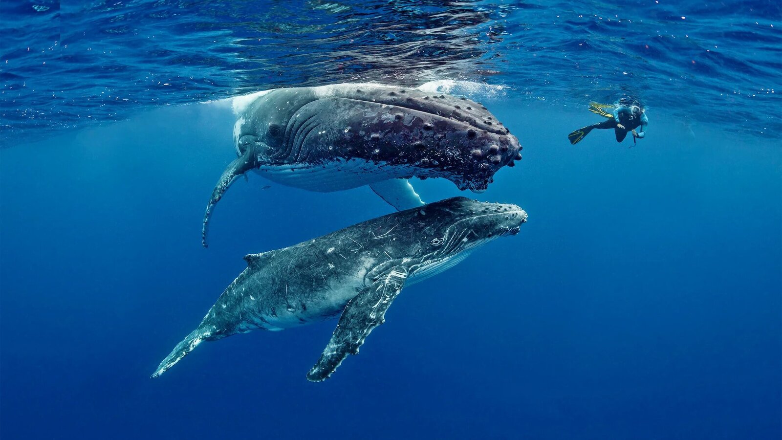 Whale Life In Tonga